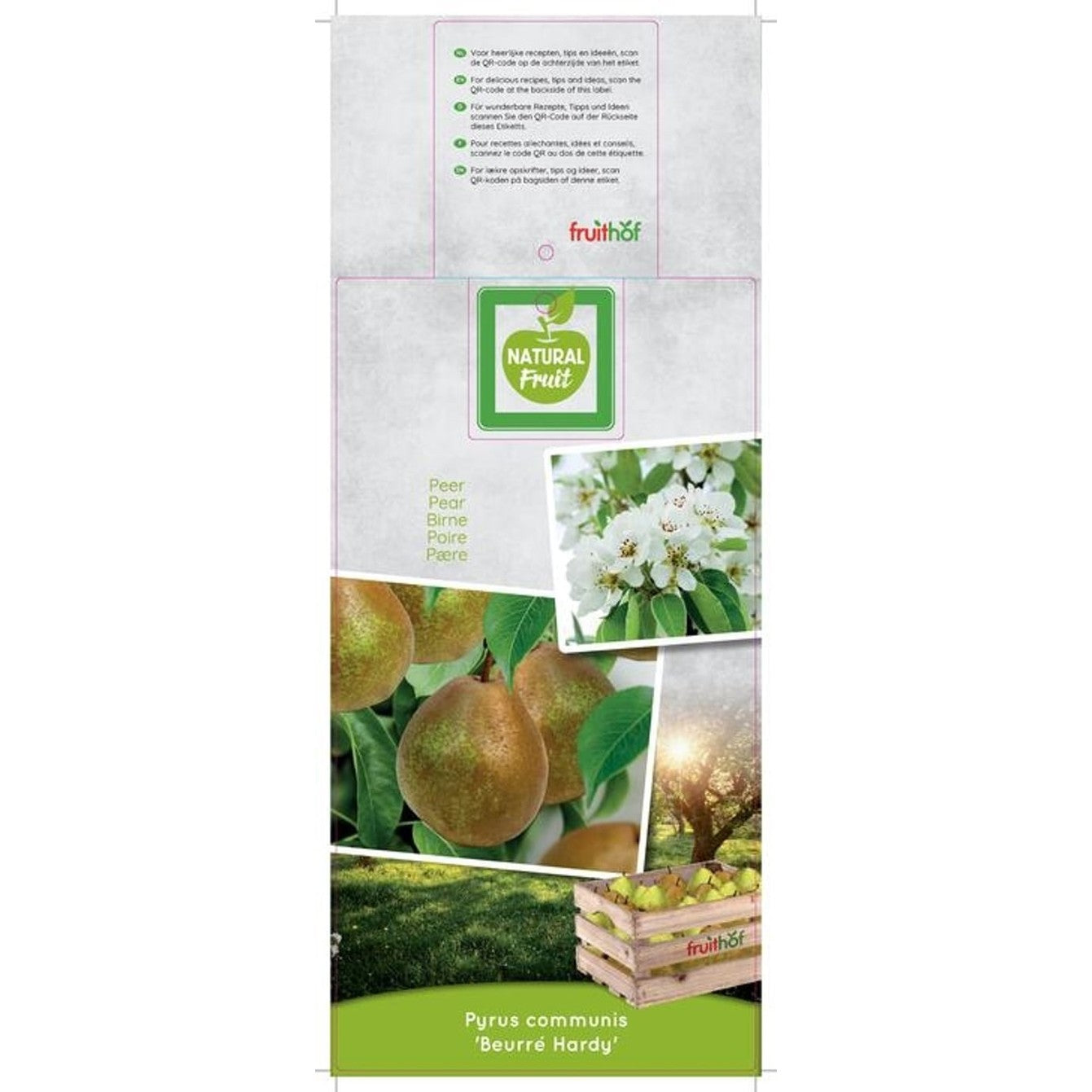 Päron – Pyrus communis 'Beurré Hardy' - C7,5 175-225 CM Halfstem